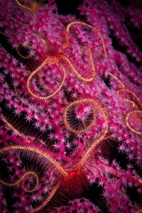 Pretty in pink by Steven Miller 